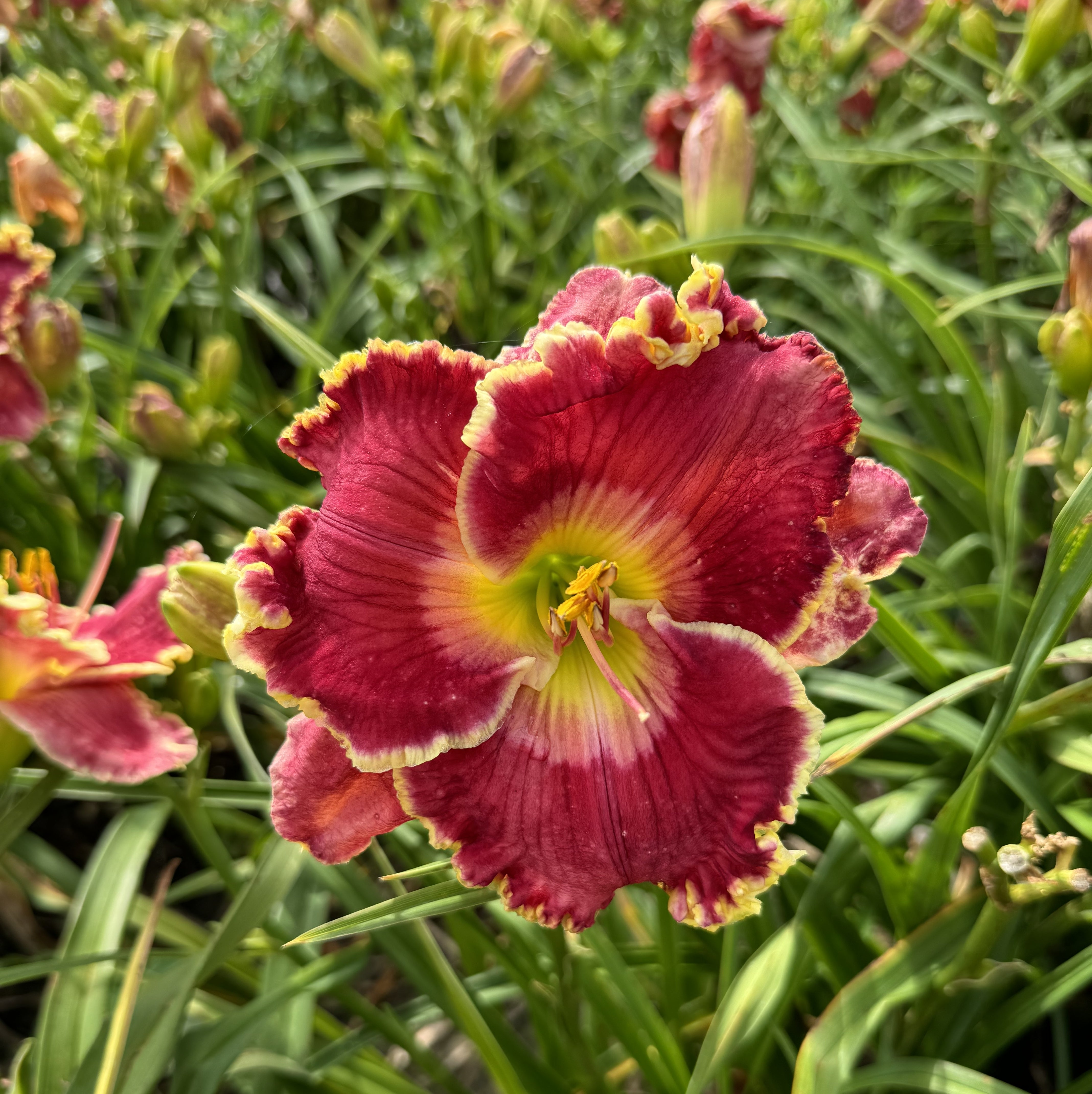 Born To Run Daylily | Gorgeous Blooms | Oakes Daylilies