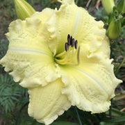 Brocaded Gown Daylily from Oakes Daylilies