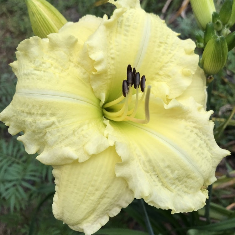 Brocaded Gown Daylily from Oakes Daylilies