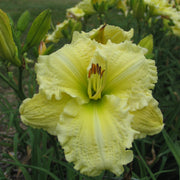 Brocaded Gown Daylily from Oakes Daylilies