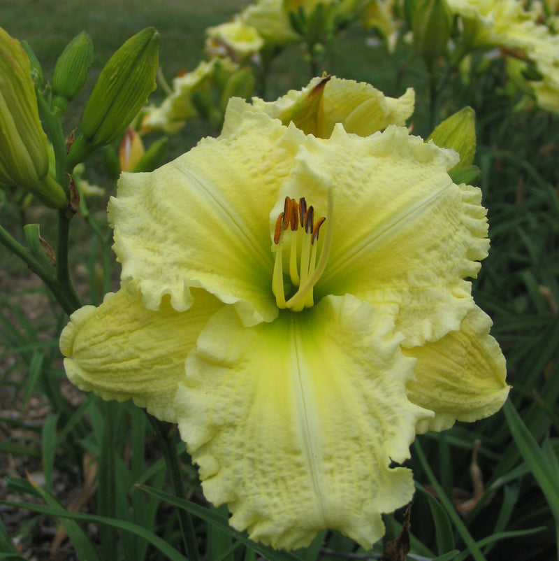 Brocaded Gown Daylily from Oakes Daylilies