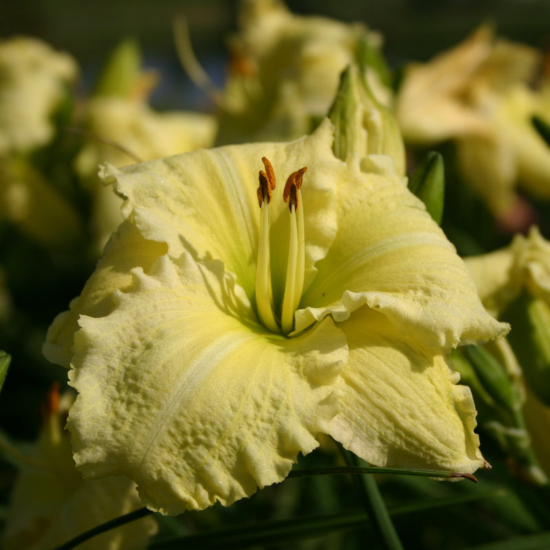 Brocaded Gown Daylily from Oakes Daylilies