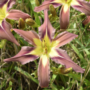 Brown Exotica Daylily from Oakes Daylilies