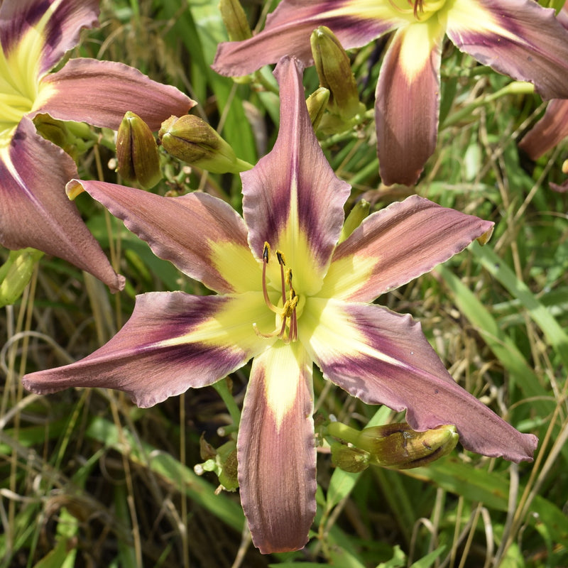 Brown Exotica Daylily from Oakes Daylilies