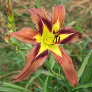 Brown Exotica Daylily from Oakes Daylilies
