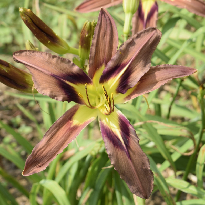 Brown Exotica Daylily from Oakes Daylilies