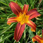 Brown Recluse Daylily from Oakes Daylilies