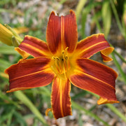 Brown Recluse Daylily from Oakes Daylilies