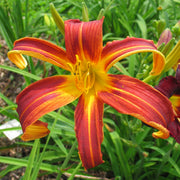 Brown Recluse Daylily from Oakes Daylilies