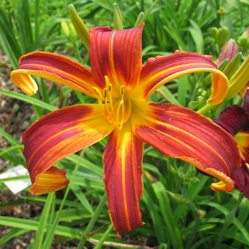 Brown Recluse Daylily from Oakes Daylilies