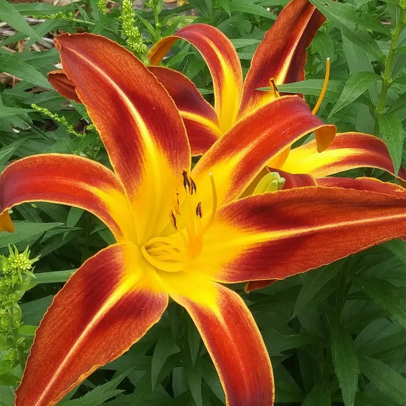 Brown Recluse Daylily from Oakes Daylilies