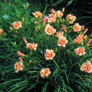 Bubbly Daylily from Oakes Daylilies