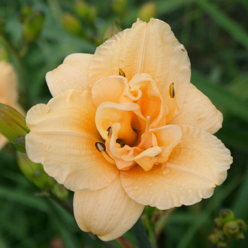 Bubbly Daylily from Oakes Daylilies