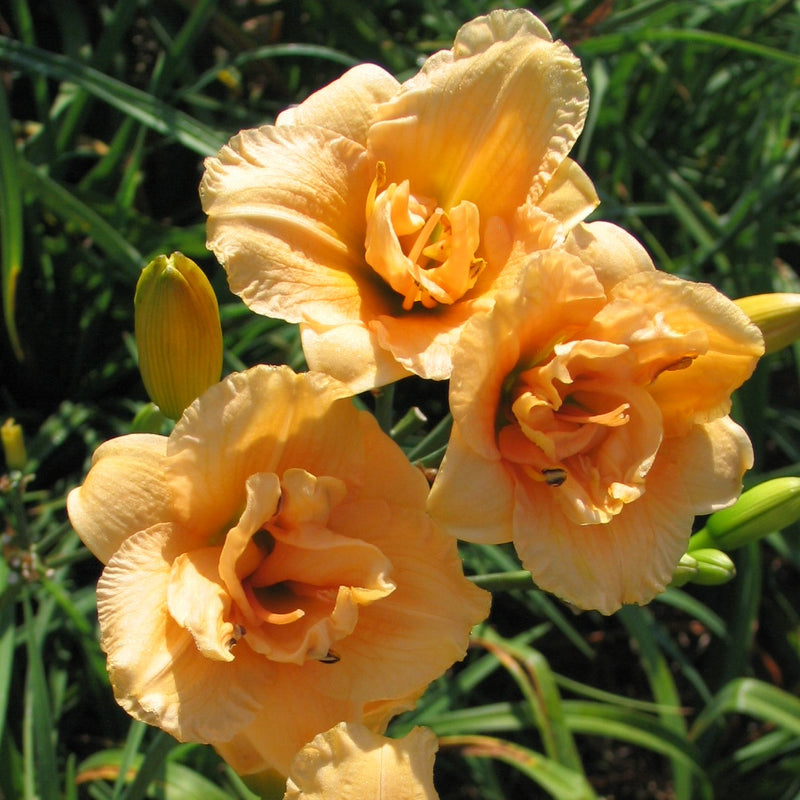 Bubbly Daylily from Oakes Daylilies