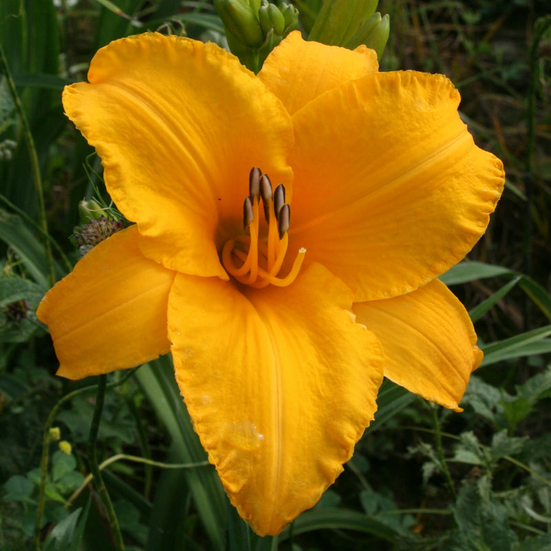 By Myself Daylily from Oakes Daylilies