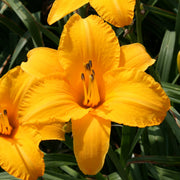 By Myself Daylily from Oakes Daylilies