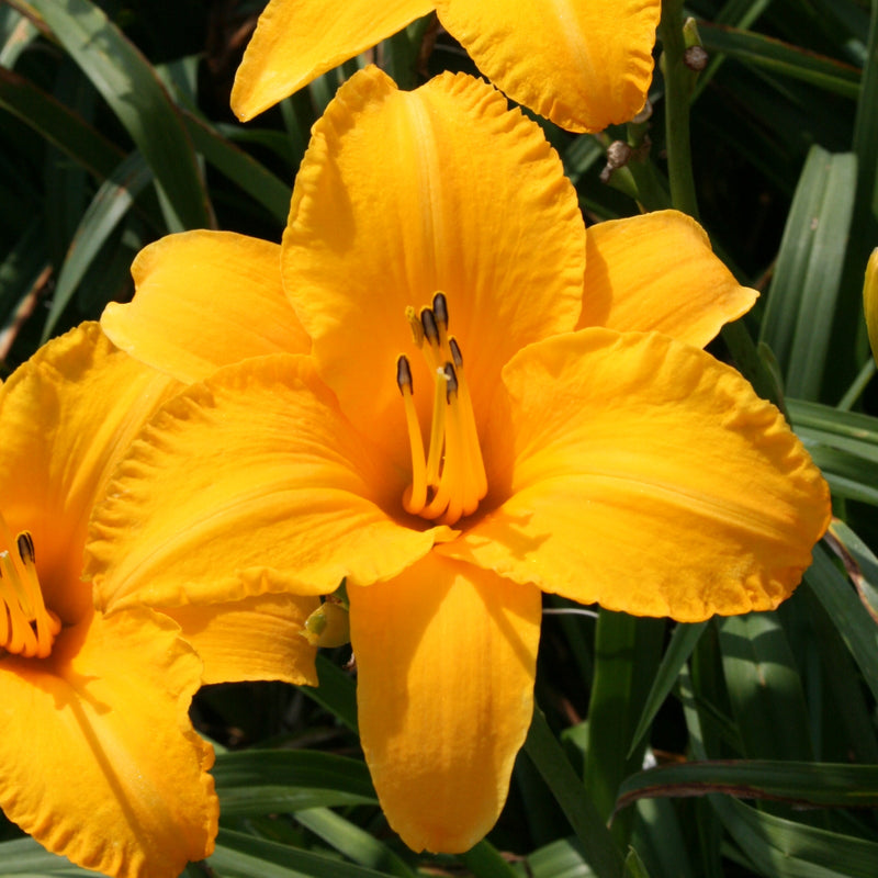 By Myself Daylily from Oakes Daylilies