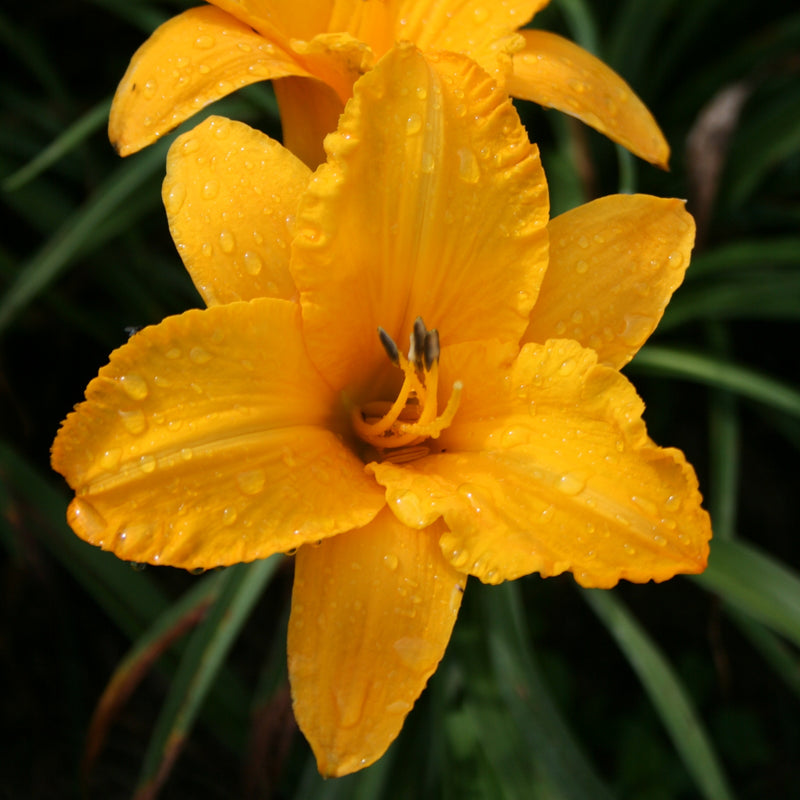 By Myself Daylily from Oakes Daylilies