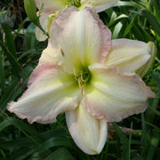 Cameron Quantz Daylily from Oakes Daylilies