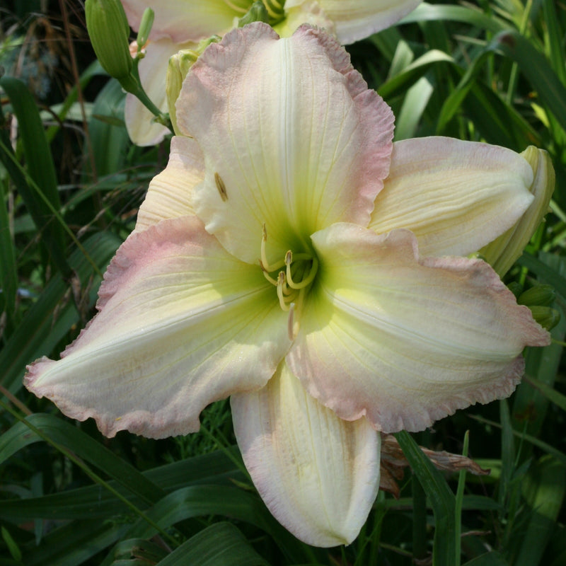Cameron Quantz Daylily from Oakes Daylilies