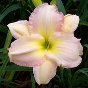 Cameron Quantz Daylily from Oakes Daylilies