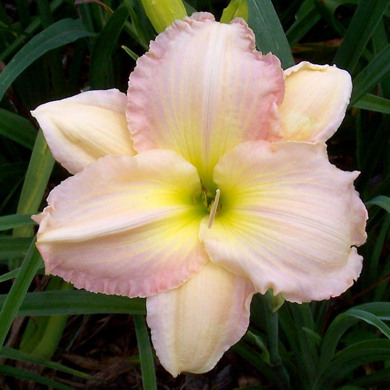Cameron Quantz Daylily from Oakes Daylilies