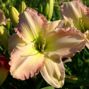 Cameron Quantz Daylily from Oakes Daylilies