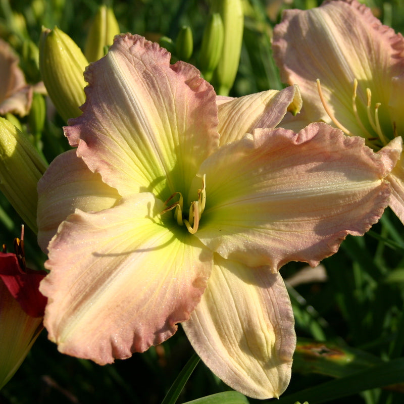 Cameron Quantz Daylily from Oakes Daylilies