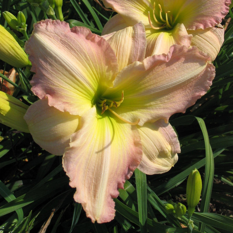 Cameron Quantz Daylily from Oakes Daylilies
