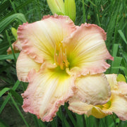 Cameron Quantz Daylily from Oakes Daylilies