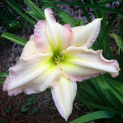 Cameron Quantz Daylily from Oakes Daylilies