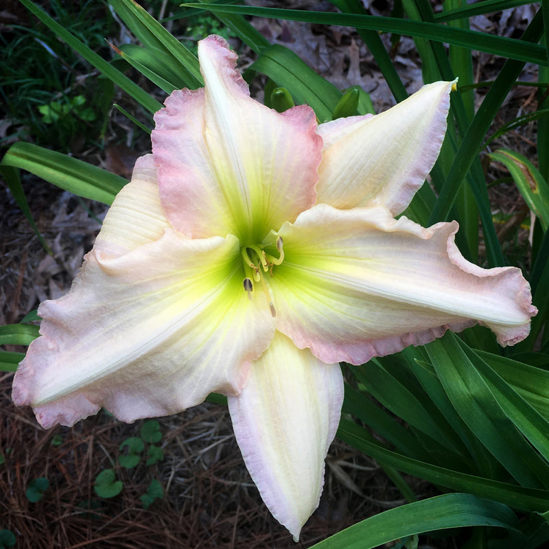 Cameron Quantz Daylily from Oakes Daylilies