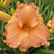 Canyon Lullaby Daylily from Oakes Daylilies