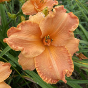 Canyon Lullaby Daylily from Oakes Daylilies