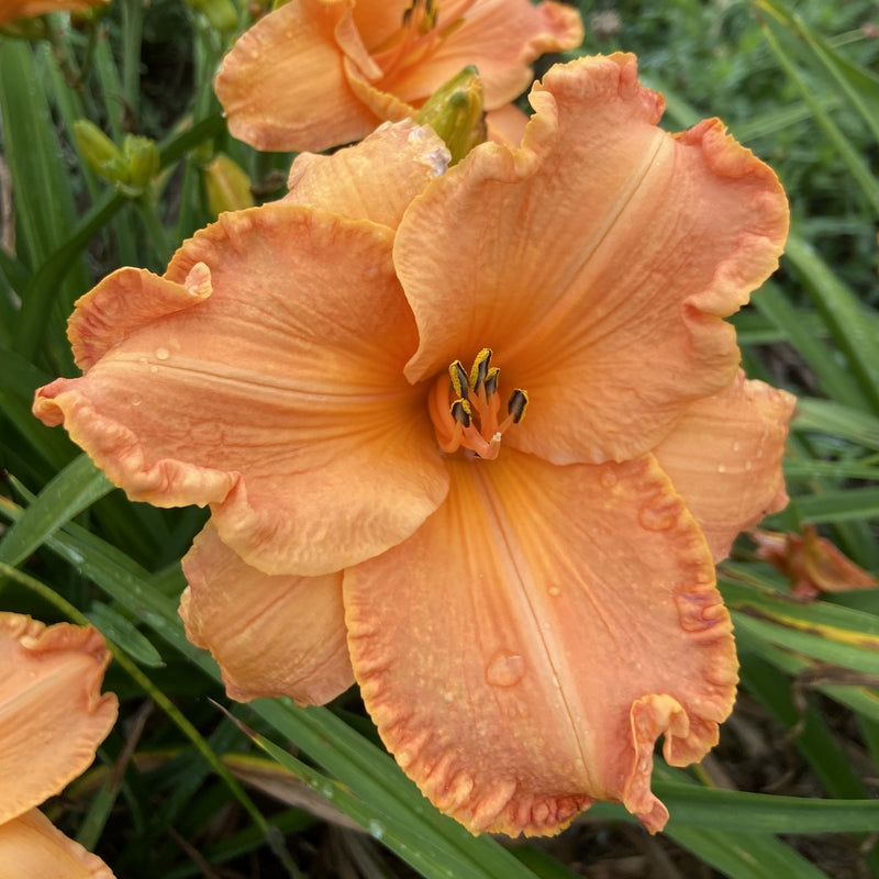 Canyon Lullaby Daylily from Oakes Daylilies