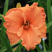 Canyon Lullaby Daylily from Oakes Daylilies