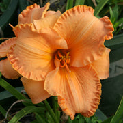 Canyon Lullaby Daylily from Oakes Daylilies