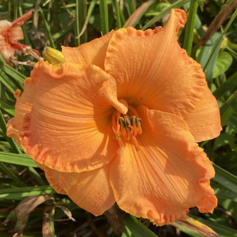 Canyon Lullaby Daylily from Oakes Daylilies