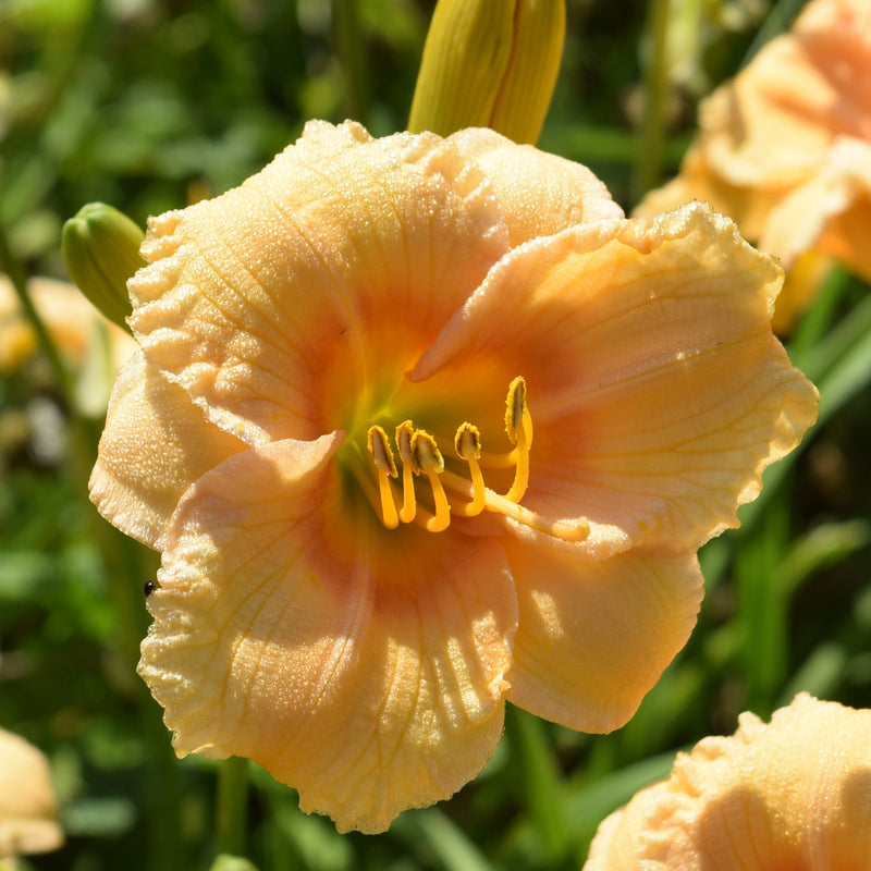 Carefree Peach Daylily from Oakes Daylilies