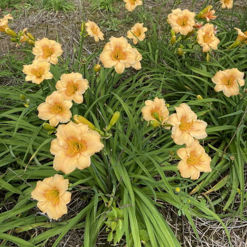 Carefree Peach Daylily from Oakes Daylilies