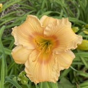 Carefree Peach Daylily from Oakes Daylilies