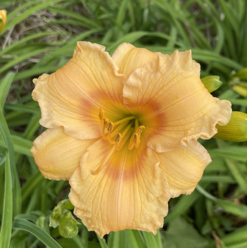 Carefree Peach Daylily from Oakes Daylilies