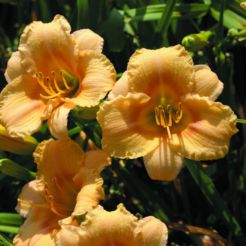 Carefree Peach Daylily from Oakes Daylilies