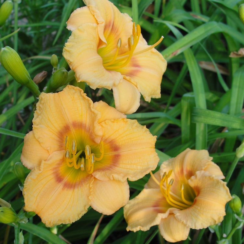 Carefree Peach Daylily from Oakes Daylilies