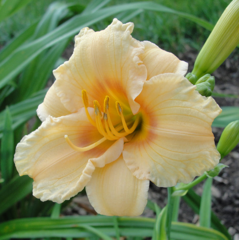 Carefree Peach Daylily from Oakes Daylilies