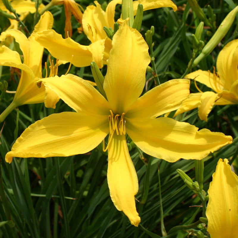 Carefree Peach Daylily from Oakes Daylilies