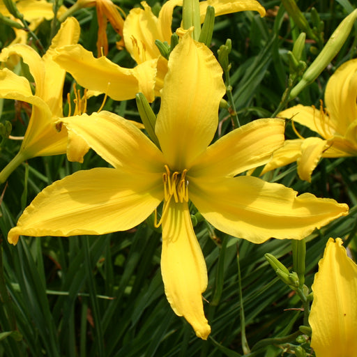 Carefree Peach Daylily from Oakes Daylilies