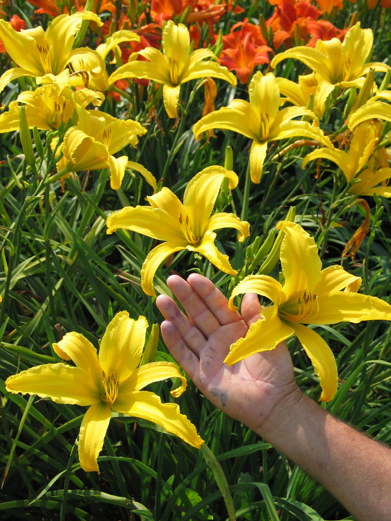 Carefree Peach Daylily from Oakes Daylilies