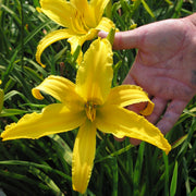 Carefree Peach Daylily from Oakes Daylilies