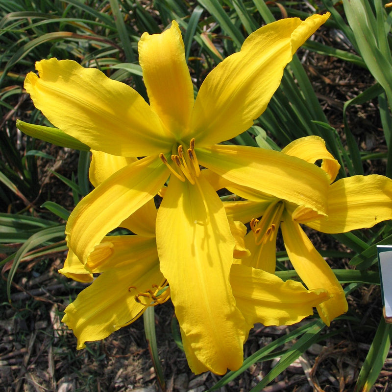 Carefree Peach Daylily from Oakes Daylilies